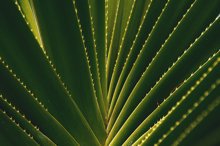 feuilles plante grasse aloe vera