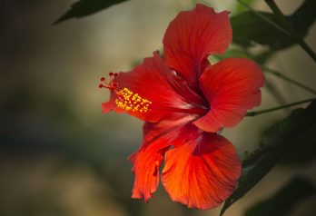 Bienfaits du jus de Bissap ou la fleur d'hibiscus