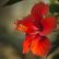 Bienfaits du jus de Bissap ou la fleur d'hibiscus
